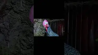 Green Jungle Fowl.The Colorful Birds of Indonesia #fowl #cheken