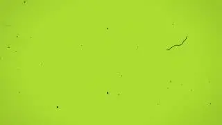 Free, royalty free old projector film damage overlay