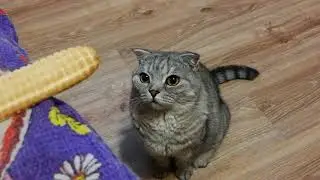 Очень хочется