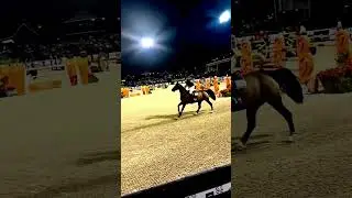 Great night at Tryon international equestrian center!