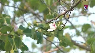 Ban flower festival set to wow visitors
