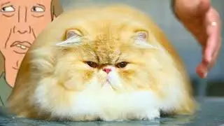 Don't F** With My Cat (1979)