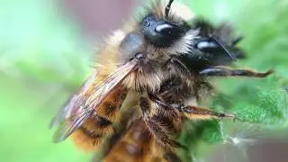 Insect / Bug Hotels - Amazing Number Of Solitary Bees 'Swarming' Habitats!