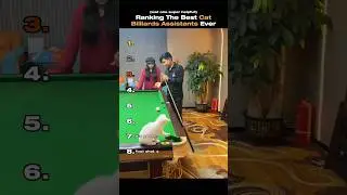 Ranking The Best Cat Billiards Assistants Ever #cat #funny #tiktok #ranking