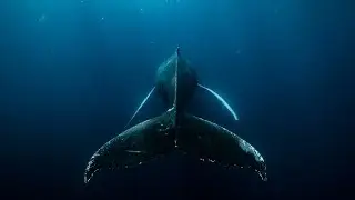 Whales of Tonga
