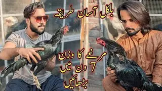 Aseel Murgay ka wazan barhany ka tarika | How to increase rooster weight