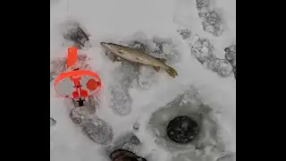Ice Fishing Turtle Flambeau Flowage