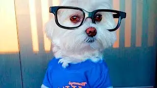 Dog wearing Glasses #33