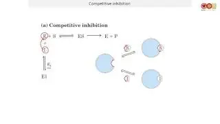Lec 36 Enzyme kinetics & Inhibition (2/2)