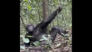 Chimps at Kibale, Uganda