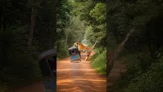 Tiger Jumps On Rikshaw In Indian Jungle Road Wild Encounter Caught #wildlife #india #tiger