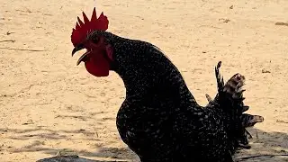 Barred Plymouth Rock Rooster 🐓  Crowing | Rooster Crowing Sounds Effects 