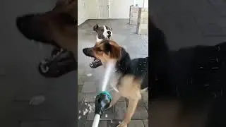 May Your Day Be as Good as a Dog Thinks It Is