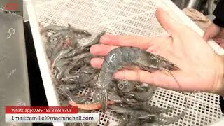 Shrimp Washing Machine