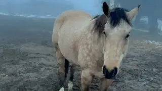 Fascinating Horse Behavior and Interaction With Humans-Trying to Engage Human in Horse Play