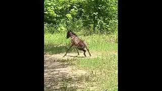 Micro Mule Bucking #horse #donkey #animals