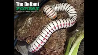 Millipede Breeding Room - thedefiantforest.com