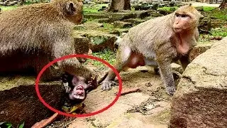 Deedee drag baby nearly cut body !!! Daniela hit head Deedee drag pushing , Maltreat baby cruelty