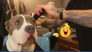 The Funniest Pet Video Compilation 😹🐶 Best Animal Video Compilation You Can’t Miss 🤣