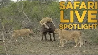 Meet the Nkuhuma Pride
