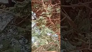 Prosopis cineraria, khejri(long fissures on wood,small yellow flowers)