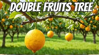 One Tree, Two Fruits?! 🍋🍊 | Grafting Lemons on Orange Trees