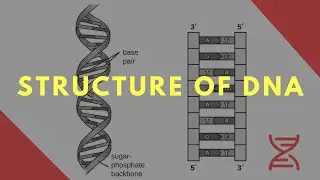 Structure of DNA شرح بالعربي