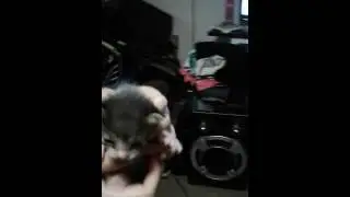 Los Gatitos de Meidi ya empezaron a abrir los Ojos 🐈🐱🐱🐱🐱🐱🐱🐱