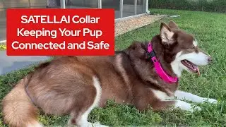 SATELLAI Collar: Keeping your pup connected and safe