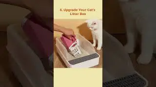 How To Make Your Cat Happy ???  #cat #shorts #happycats #tips