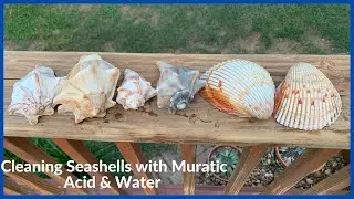 Очистка морских ракушек соляной кислотой и водой. Ух ты! Какая разница!