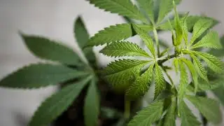 German conservatives threaten to reverse cannabis legalisation amid licence uncertainty