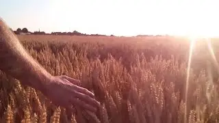 Gladiator parody