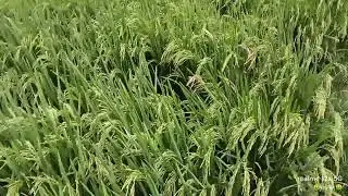#balban #seeds #dalua #best #paddy 
