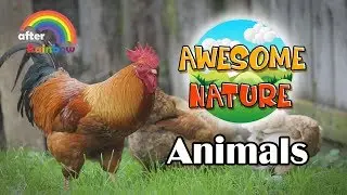 Animal Videos | Learning Nature for Babies and Kids