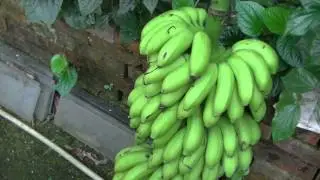 Huge Banana Harvest