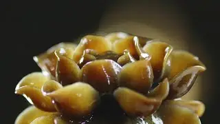 Glossy Amber Seaweed Bloom 🌼💧 (4K Macro Loop)