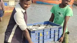 Biggest Fish Market in Odisha||Bagda Sea Beach||Dublagadi || Mohana near Rupsha