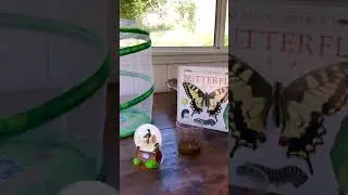 Butterflies! How they grow 🦋☀️🌸