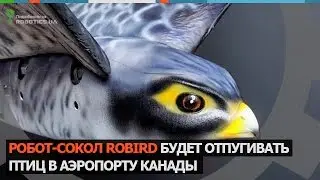 Робот-сокол Robird будет отпугивать птиц в аэропорту Канады (Robotics.ua)