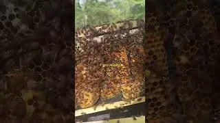 All of the colors!! #beekeeping
