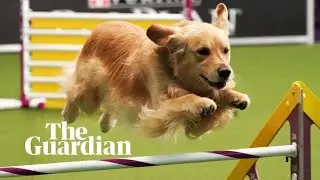 Super dogs: the race to win America&rsquo;s most famous dog show