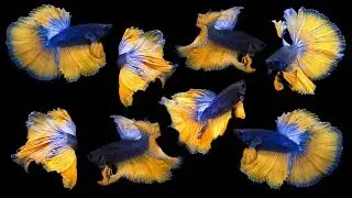 Unboxing 4 New AMAZING Betta Fish!!