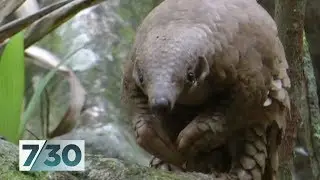 Pangolin at risk of extinction due to trafficking | 7.30