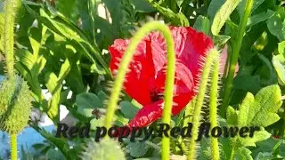 Red poppy.Red flower.Beautiful flower.Nepal.#Botanywithtricks