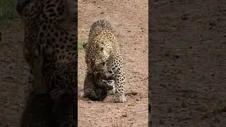 female leopard relocating the cub new den #africawildlife #wildafrica #africonwildline #wildanimals