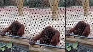 GERMANY - Dortmund Zoo is very beautiful - Chapter 2
