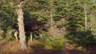 Cape Breton Highlands National Park