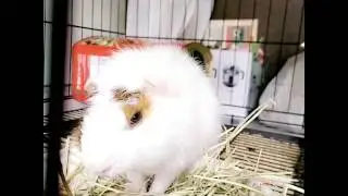 Genie pig
