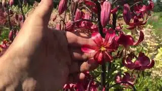 Мартагоновые лилии в нашем поле